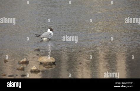 Avian migration Stock Videos & Footage - HD and 4K Video Clips - Alamy