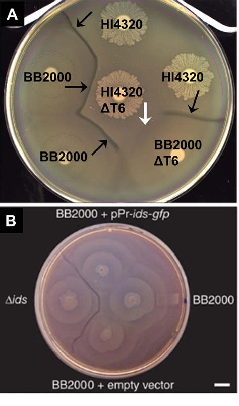 Pathogenesis Of Proteus Mirabilis Infection Semantic Scholar