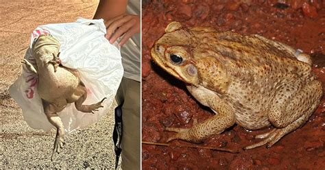 They Warn About The Presence Of The Cane Toad An Invasive Species In Southwest Florida