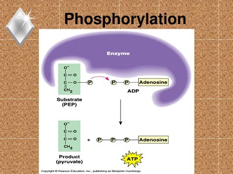 PPT - Chapter 9 Cellular Respiration: Harvesting Chemical Energy ... 