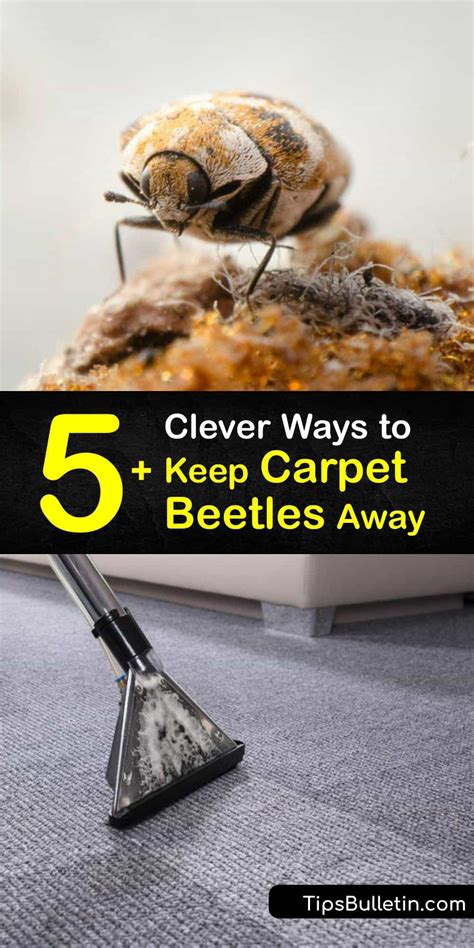 Get Rid of Carpet Beetles - Guide for Carpet Beetle Prevention