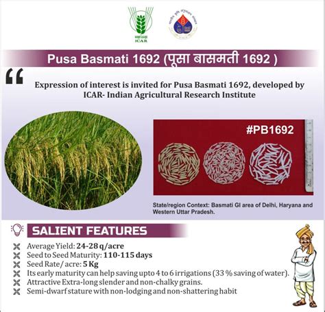 Natural Pusa Basmati Packaging Type Pp Bag Packaging Size