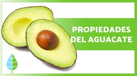 Beneficios Del Aguacate Propiedades C Mo Comerlo Y