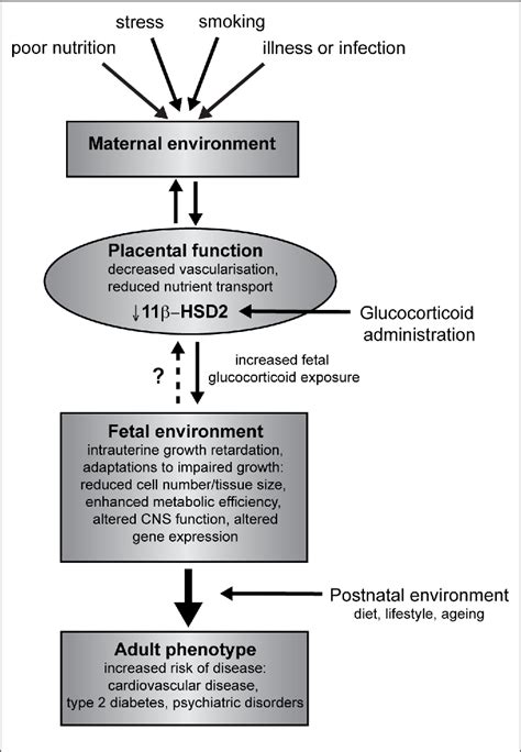 Figure 1 From Prenatal Stress Glucocorticoids And The Programming Of Adult Disease Semantic