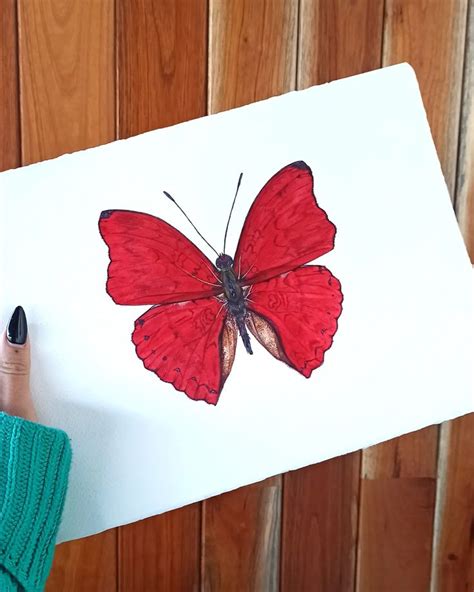 Red Butterfly Art Print Of Watercolor Painting Great Spangled