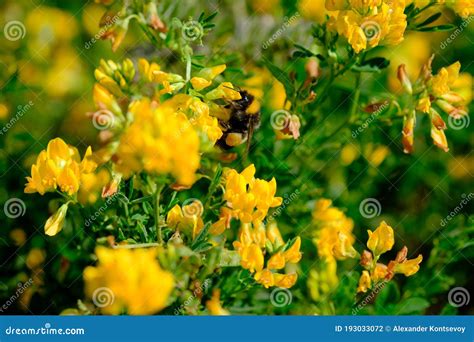 Bumblebee On The Yellow Flower Stock Photo Image Of Grass Bloom