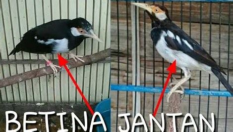 Cara Ternak Burung Jalak Suren Bagi Pemula Sampai Sukses