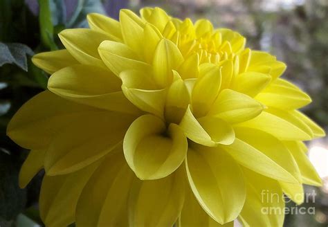 The Lovely Yellow Dahlia Photograph By Johanna Hurmerinta Fine Art