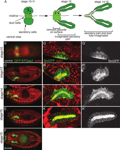 Salivary Gland Development Visualized Using Fkhgal Driven Gfp Marker