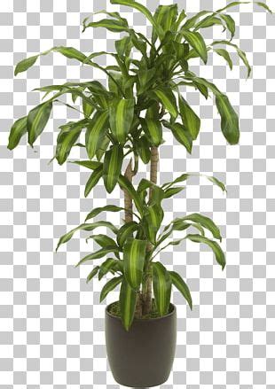 Dracaena Reflexa Var Angustifolia Houseplant Indoor Plants Dragon Tree