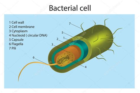 Illustration Of The Bacteria Cell Structure — Stock Vector © Sakurra