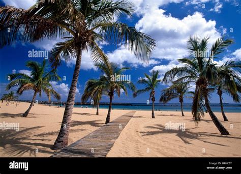 Palm Trees On Beach Playa De Las Teresitas San Andres Santa Cruz De