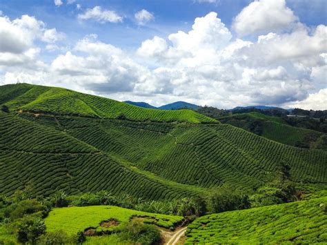 Malaysia Coffee Culture History Beans And Brewing Guide Coffee Affection