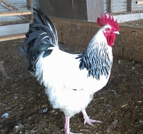 Its An Adventure Breed Profile Light Sussex Chicken