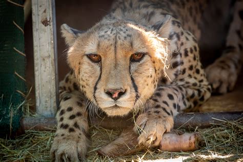 Questions Arise About Project Cheetah As Three Cheetahs Die In 45 Days