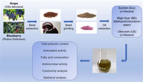 Molecules Free Full Text Chemical Composition Antioxidant