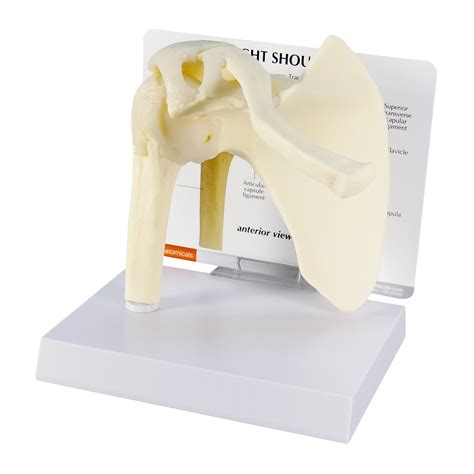 model basic shoulder