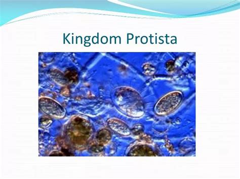 Ppt Kingdom Protista Powerpoint Presentation Free Download Id6900767