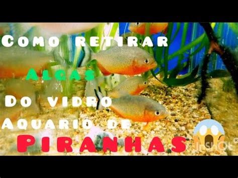 Como Retirar Algas Do Vidro Do Seu Aquario Limpeza Do Aquario Das