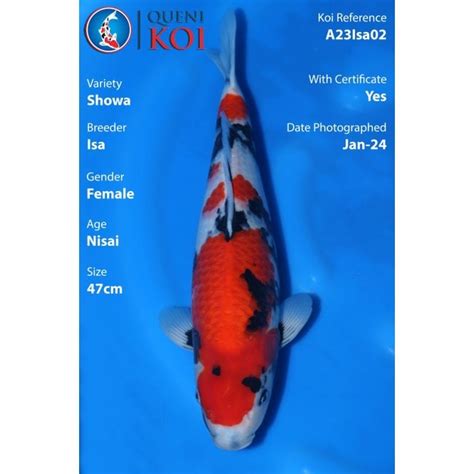 Isa Showa A Isa Koi From Queni Koi Ltd Uk