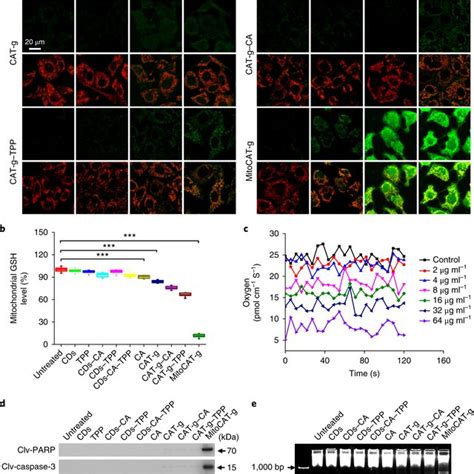 Design Of A Mitochondrial Oxidative Stress Amplifier Mitocat G For