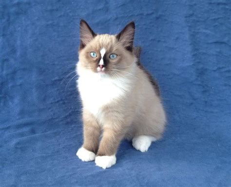 Ragdoll Cats In Many Colors And Patterns Jamila S Ragdolls Ragdoll