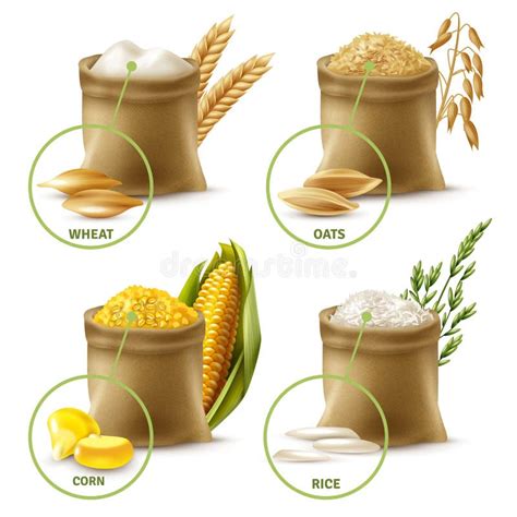 Cereales Agrícolas Sistema Del Vector Del Trigo De La Cebada De La