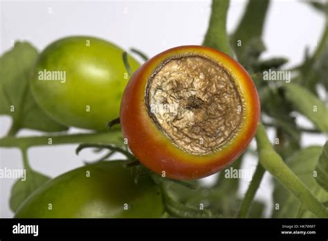 Blossom End Rot Calcium Deficiency Symptoms On A Glasshouse Grown