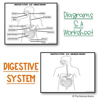 Digestive System Diagrams Human Digestive System Labeling Images And