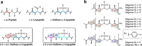 Chemical structures of oligomers a General structures of l α peptides