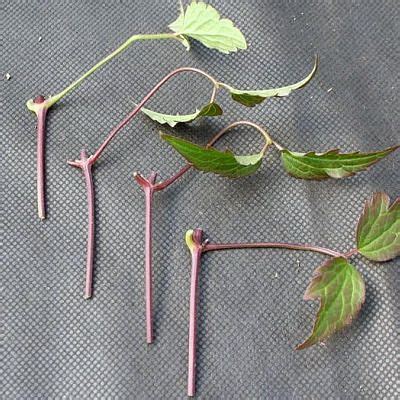 Увеличить | Clematis plants, Clematis, Cottage garden