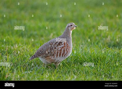 Grey partridge uk spring hi-res stock photography and images - Alamy