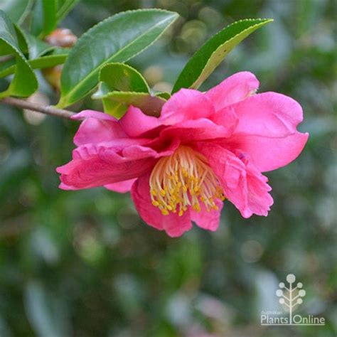 Camellia Sasanqua Julie Anne Australian Plants Online