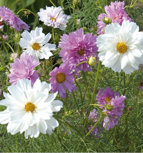 Descubra Kuva Cosmos Double Fleur Thptnganamst Edu Vn