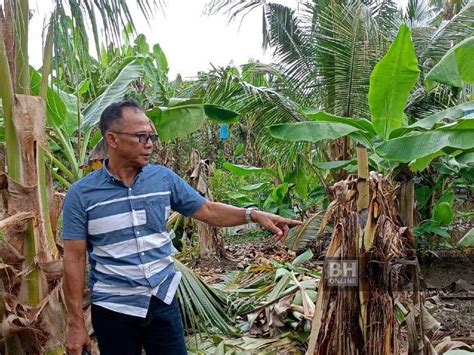 Cakaran Misteri Gusarkan Penduduk Empat Kampung Kes Berita Harian