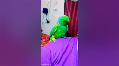 Talking Parrot Say Mummy Mummy ️🧡🤍🖤🤎💜💙💛💚♥️ ️ ️ Youtube