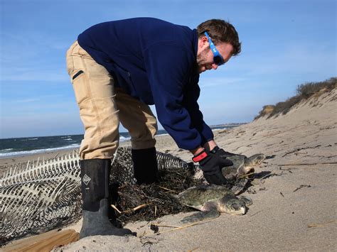 Nearly 600 Sea Turtles Stunned By Cold Spell Have Washed Up Off Cape Cod This Fall Npr