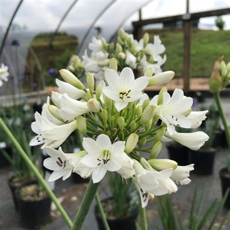 Agapanthus 'Galaxy White' Lily of the Nile from Saunders Brothers Inc