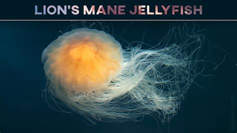 Lions Mane Jellyfish Facts Habitat Diet Conservation And More