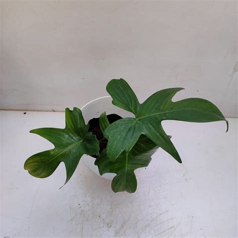 Philodendron Pedatum By Cutting Nurserybuy