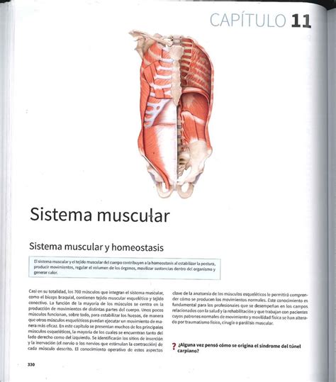 11 sistema muscular capítulo de anatomía humana StuDocu Sistema