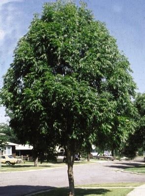 Fraxinus Pennslyvanica Rugby Faltz Landscaping Nursery