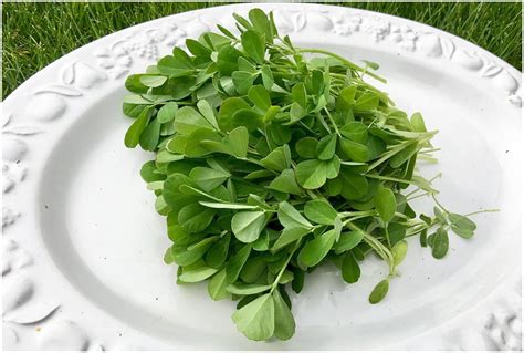 Methi Ka Saag Khane Ke Fayade Amazing Health Benefits Of Methi Ka Saag