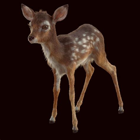 Little Bambi - ZBrushCentral