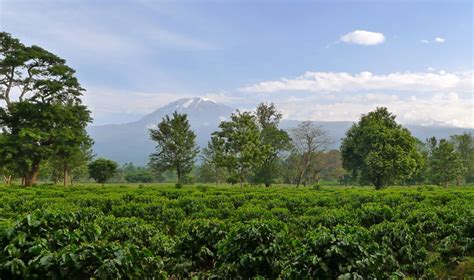 Tanzania Kilimanjaro Coffee The Coffee Warehouse