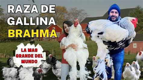 Gallina De La Raza Brahma La Raza De Gallina Gigante Mas Grande El