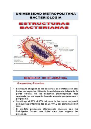 Calaméo Estructuras Bacterianas