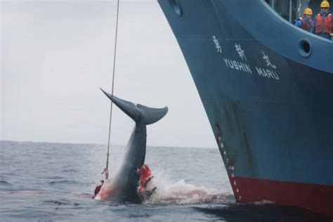 Caccia Alle Balene Focus It