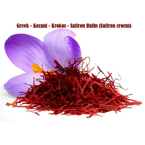 Saffron Bulbs (Crocus sativus) - Price €3.75