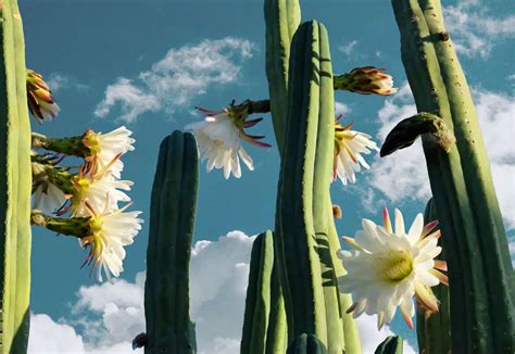 San Pedro Cactus A Beginner’s Guide Doubleblind Mag